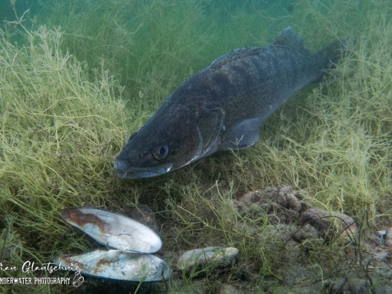 antauchen seeteufel hp17 antauchen seeteufel hp17