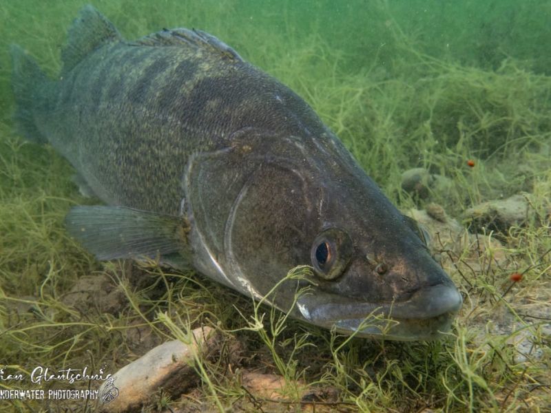 antauchen seeteufel hp19 antauchen seeteufel hp19