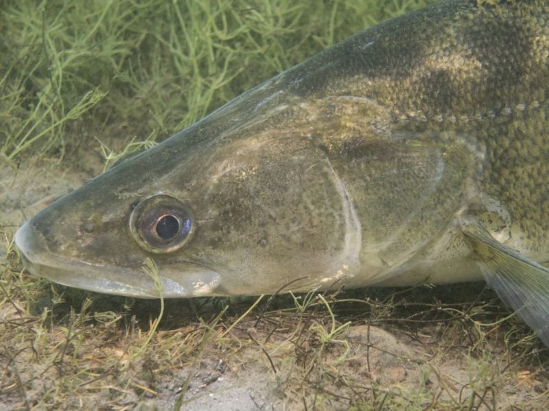 antauchen seeteufel hp20 antauchen seeteufel hp20