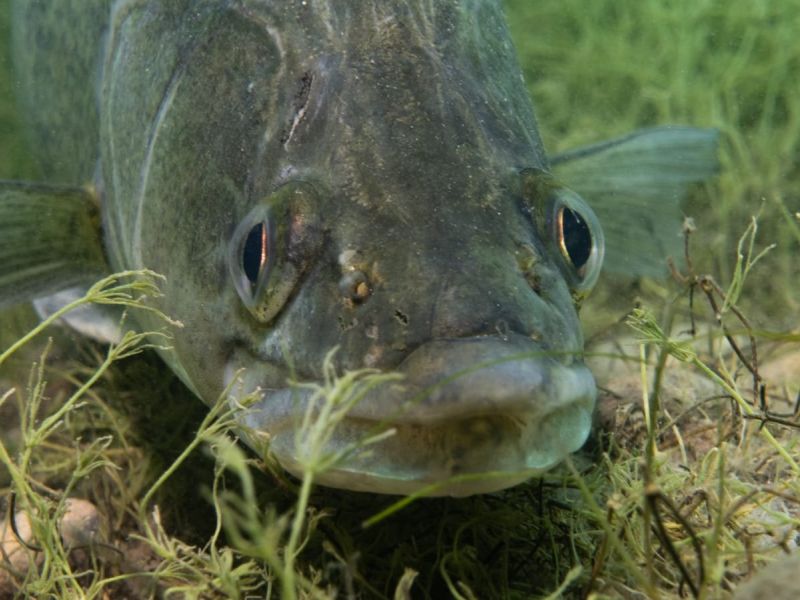 antauchen seeteufel hp21 antauchen seeteufel hp21