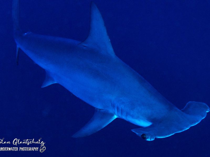 tauchsafari2022 tauchsafari2022