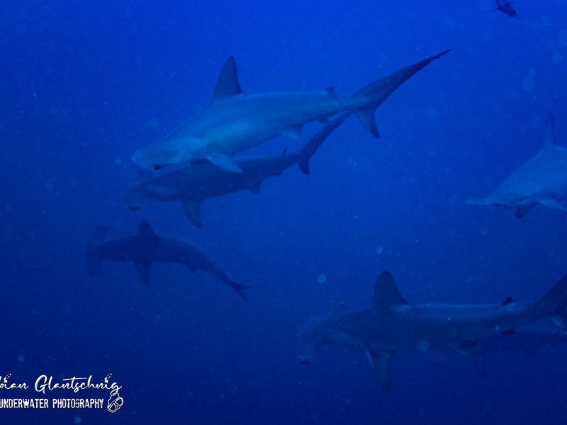 tauchsafari2022 tauchsafari2022