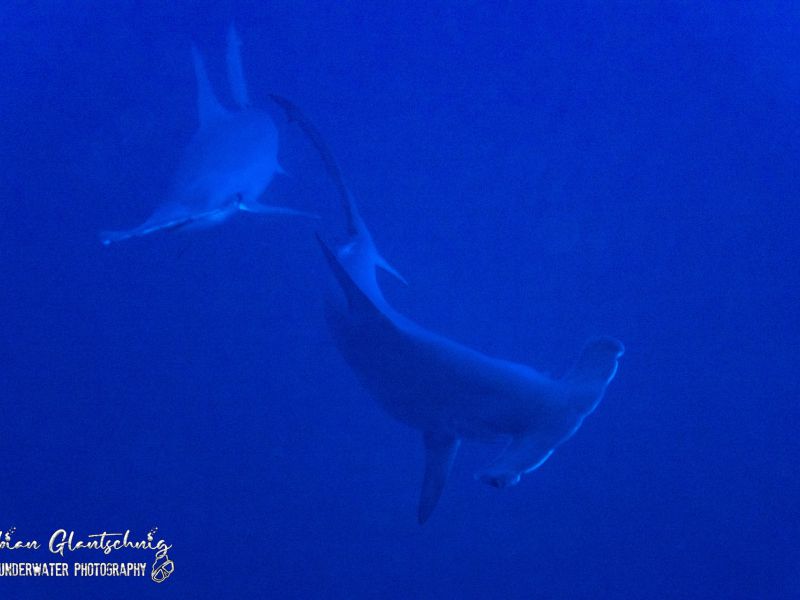 tauchsafari2022 tauchsafari2022