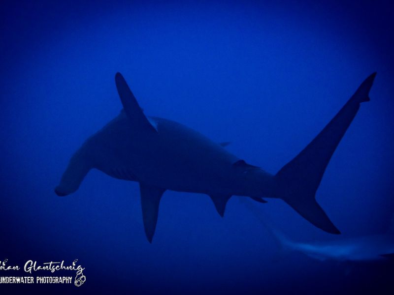 tauchsafari2022 tauchsafari2022