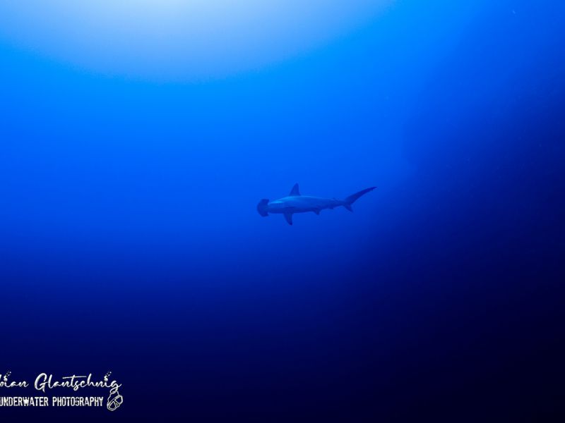 tauchsafari2022 tauchsafari2022